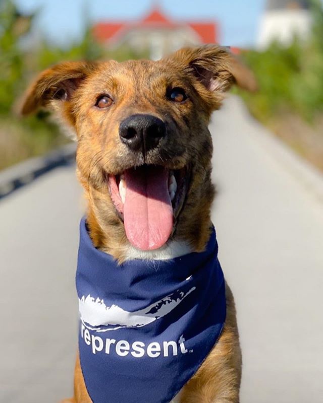 Our new biggest fan Jack. Dog bandanas just added to the shop, available in navy, camo, and tie dye. Photo by @meg9148 &bull;
&bull;
&bull;
&bull;
#representli #representlongisland #longisland #fireisland #rescuedog #lighthouse #puppy @olliesangelsan
