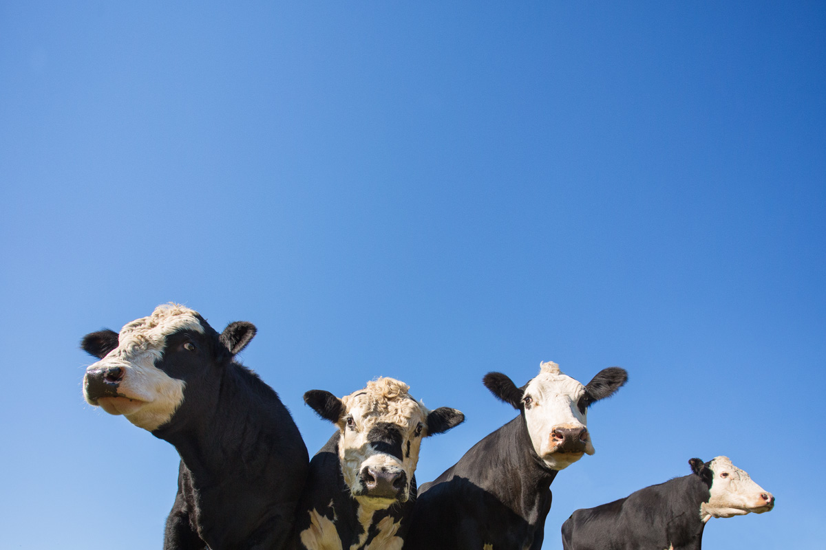 Cattle at Diamond Hills Farm