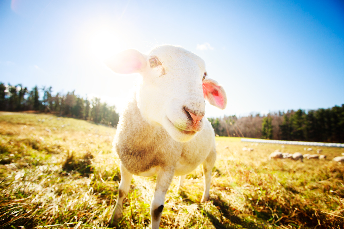 Nugget of Kinderhook Farm