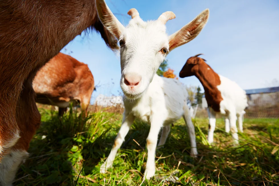 A little goat at the Darlin Doe Farm in Hudson Valley NY