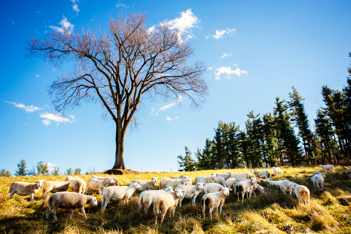 Sheep grazing at Kinderhook Farm