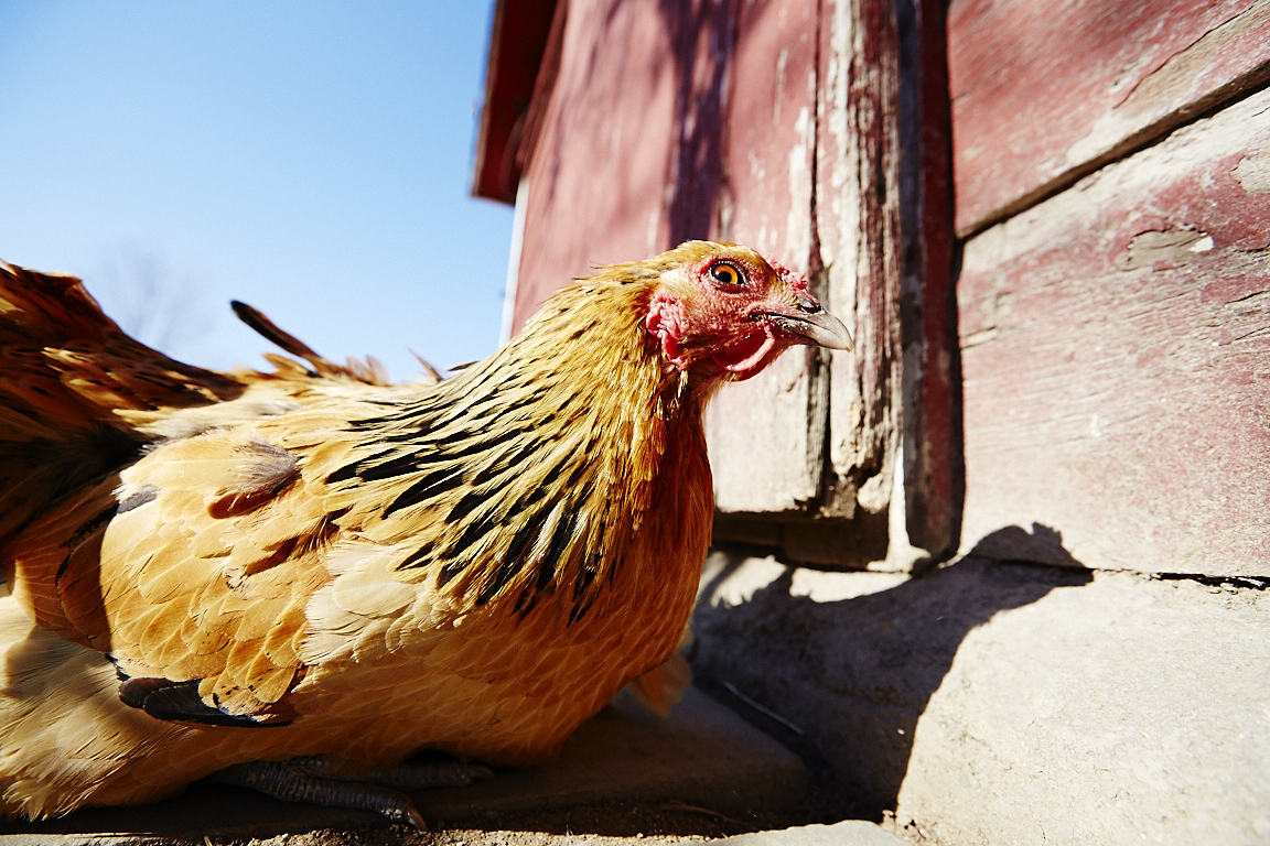 A skeptical hen