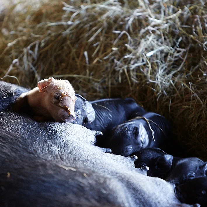 The creation of piglet life, thanks Kinderhook Farm for inviting us to this special moment!