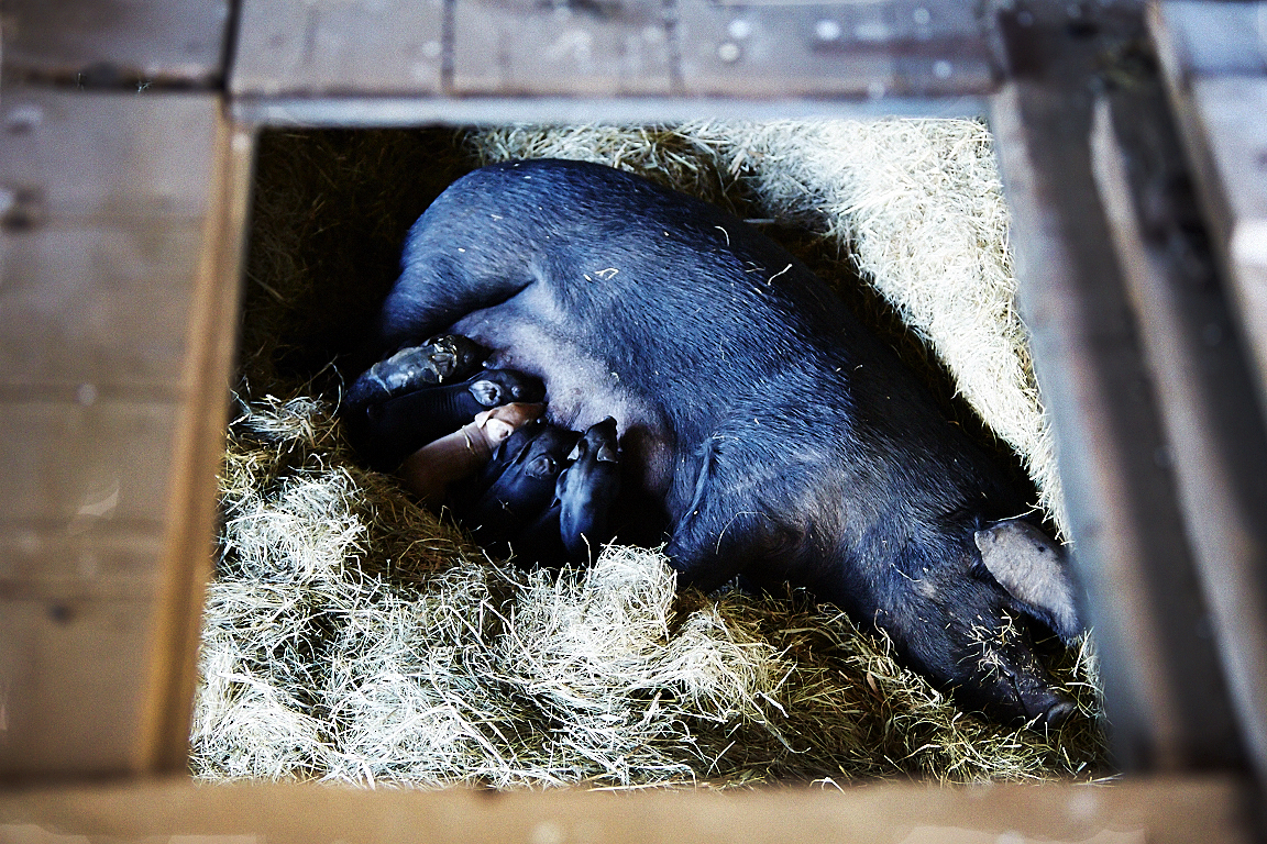 Suzie the sow feeding her newborn litter