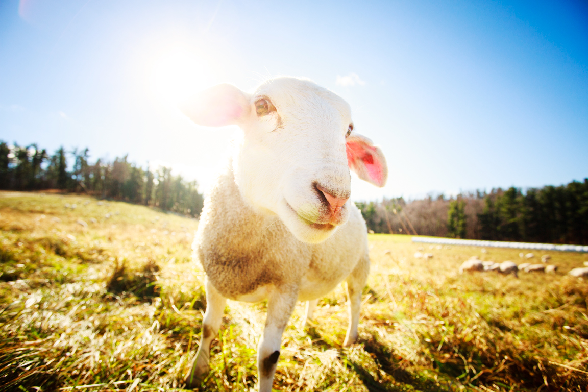 Nugget the Lamb, last year on Kinderhook Farm