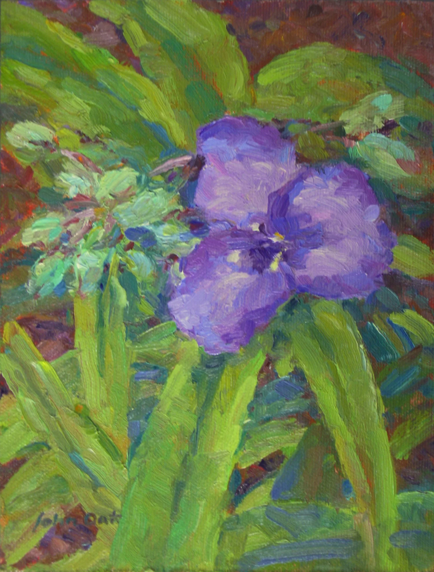 Spider Wort