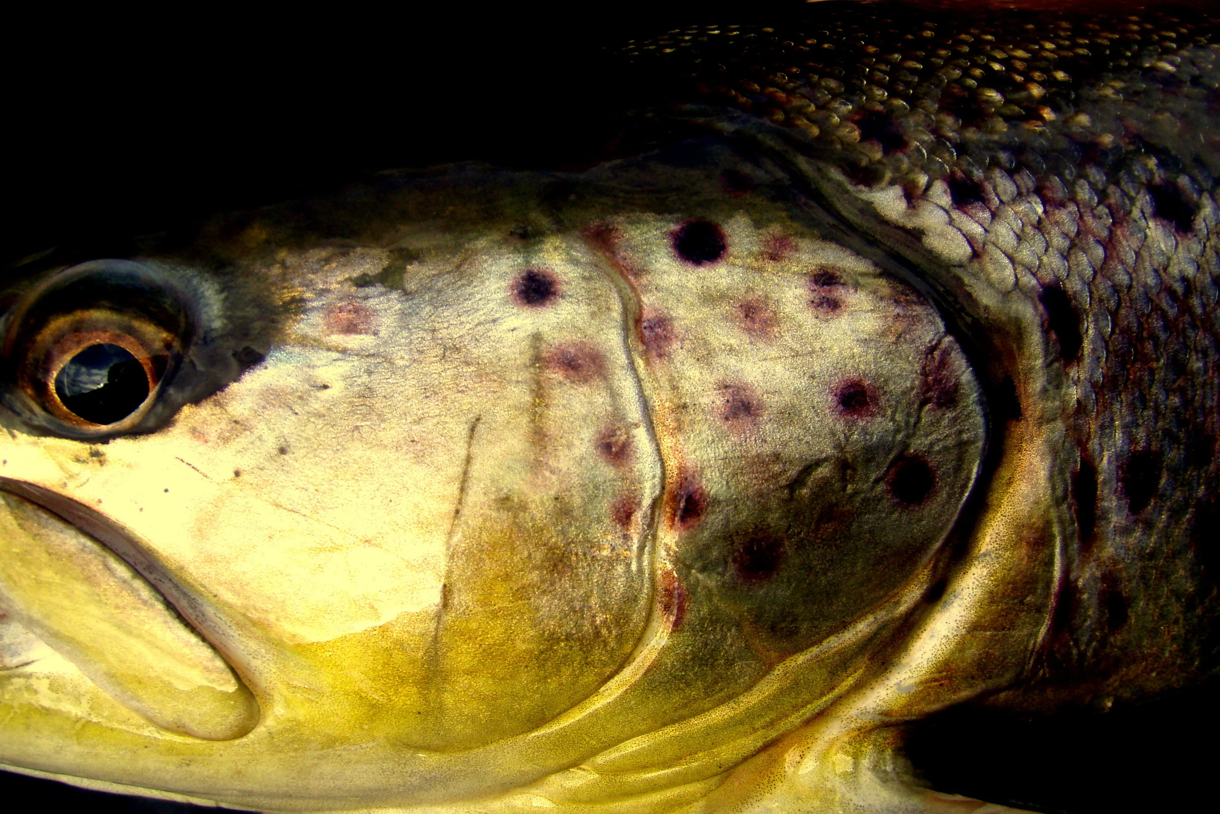 Fishing, Hayward 20090320 123.jpg