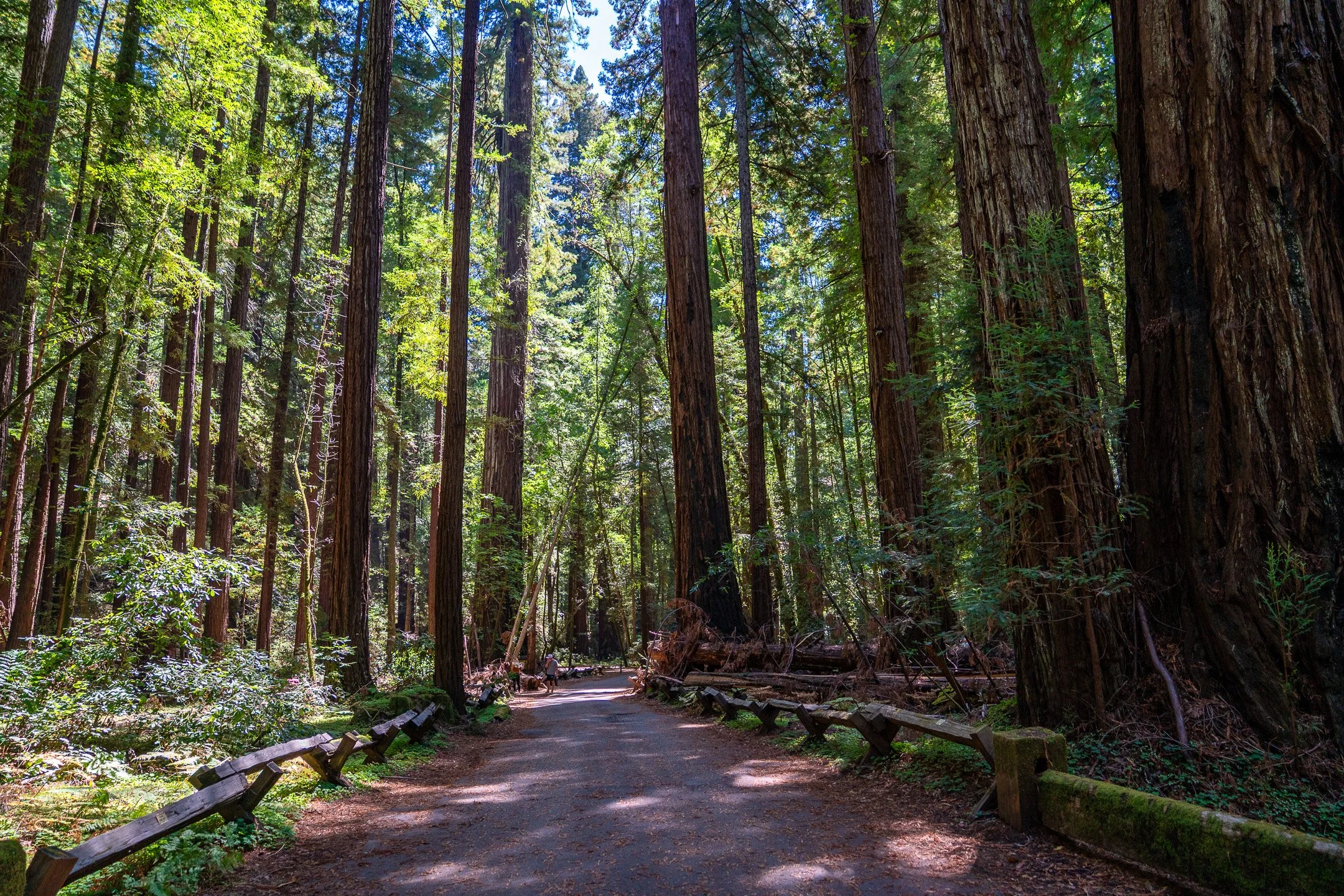 John Suhar-TheTrees-09015.jpg