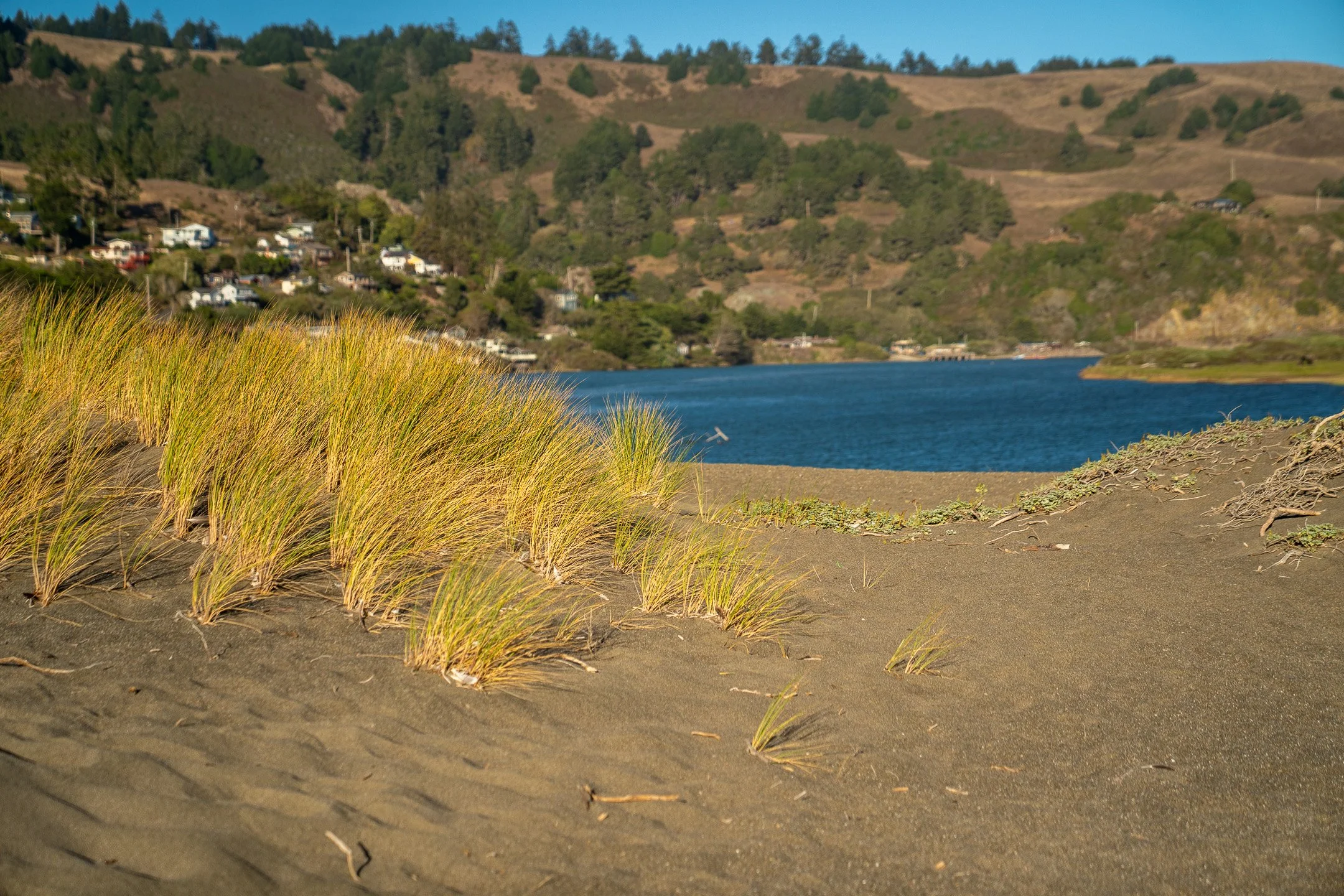 John Suhar-TheTrees-09218.jpg