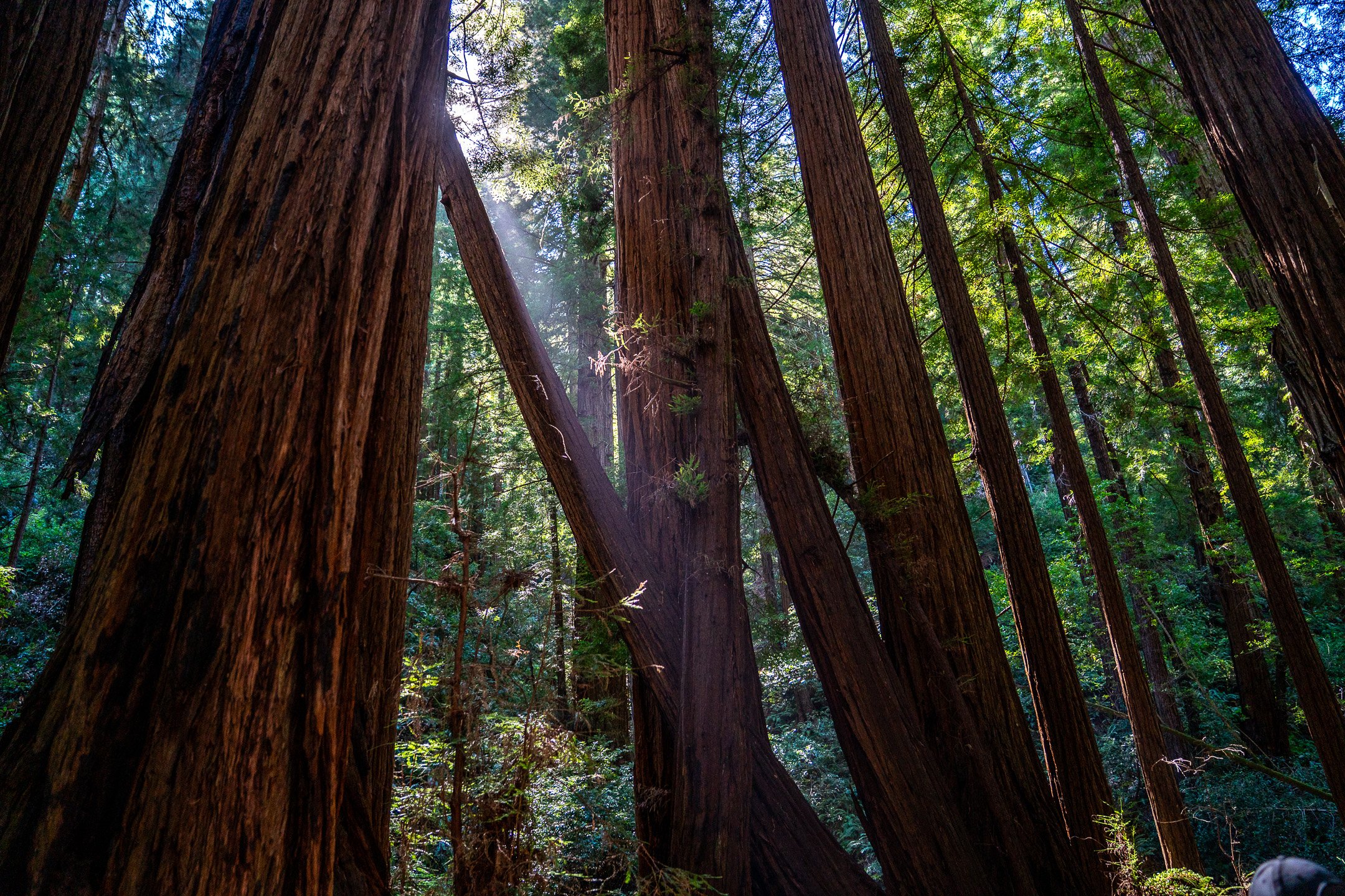 John Suhar-TheTrees-09813.jpg