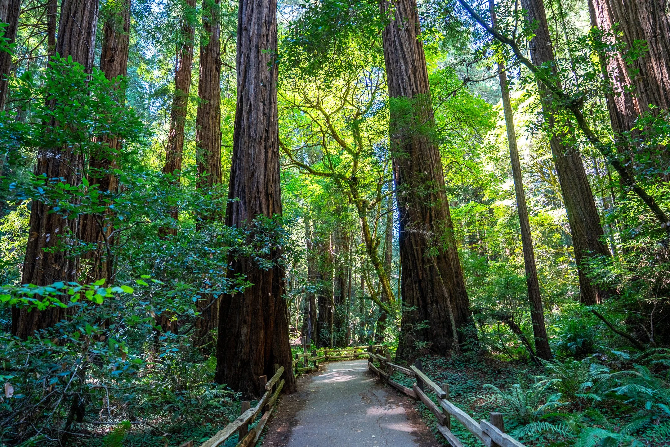 John Suhar-TheTrees-09821.jpg