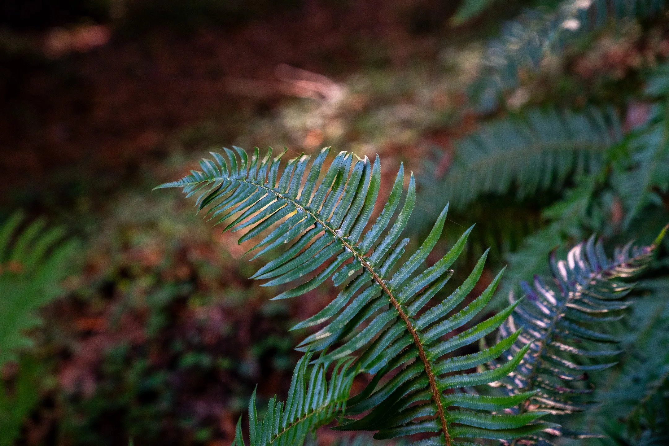 John Suhar-TheTrees-09850.jpg