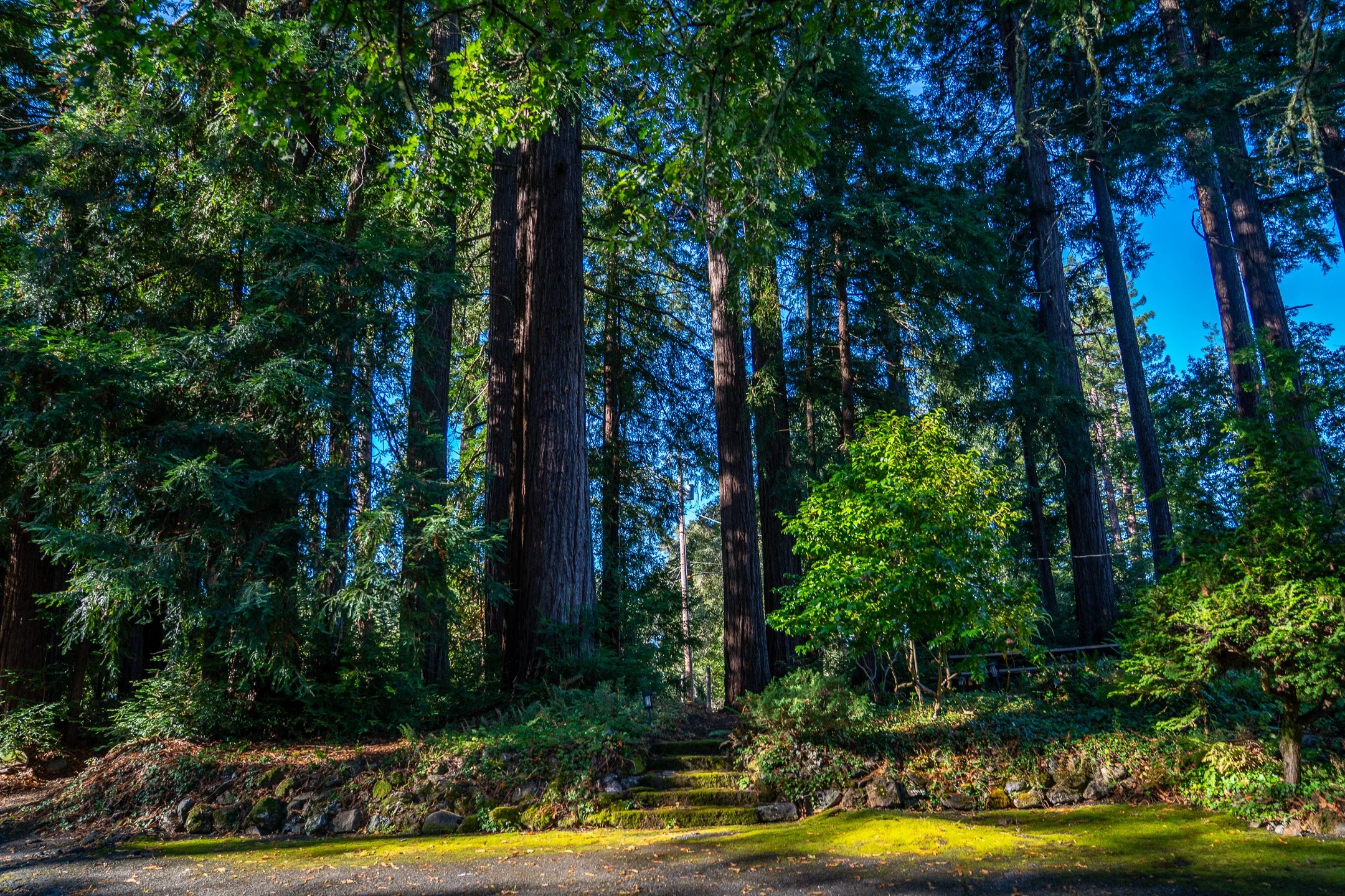John Suhar-TheTrees-08829.jpg