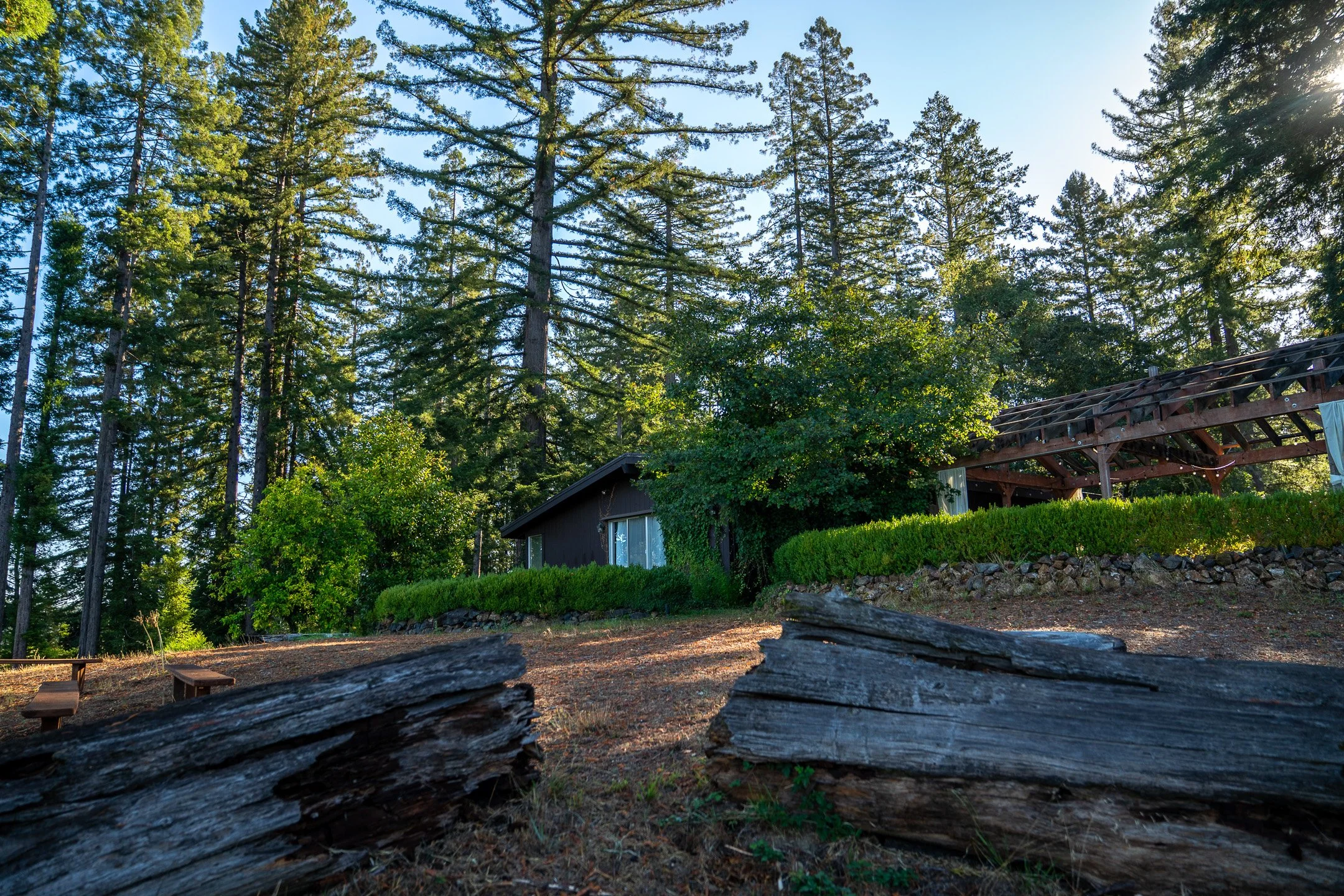 John Suhar-TheTrees-08842.jpg