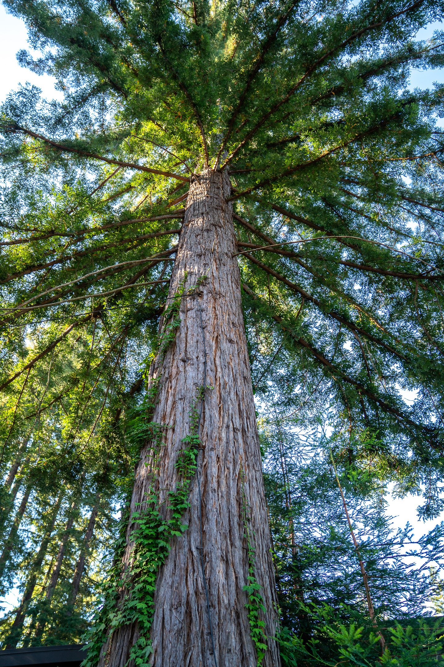 John Suhar-TheTrees-08875.jpg