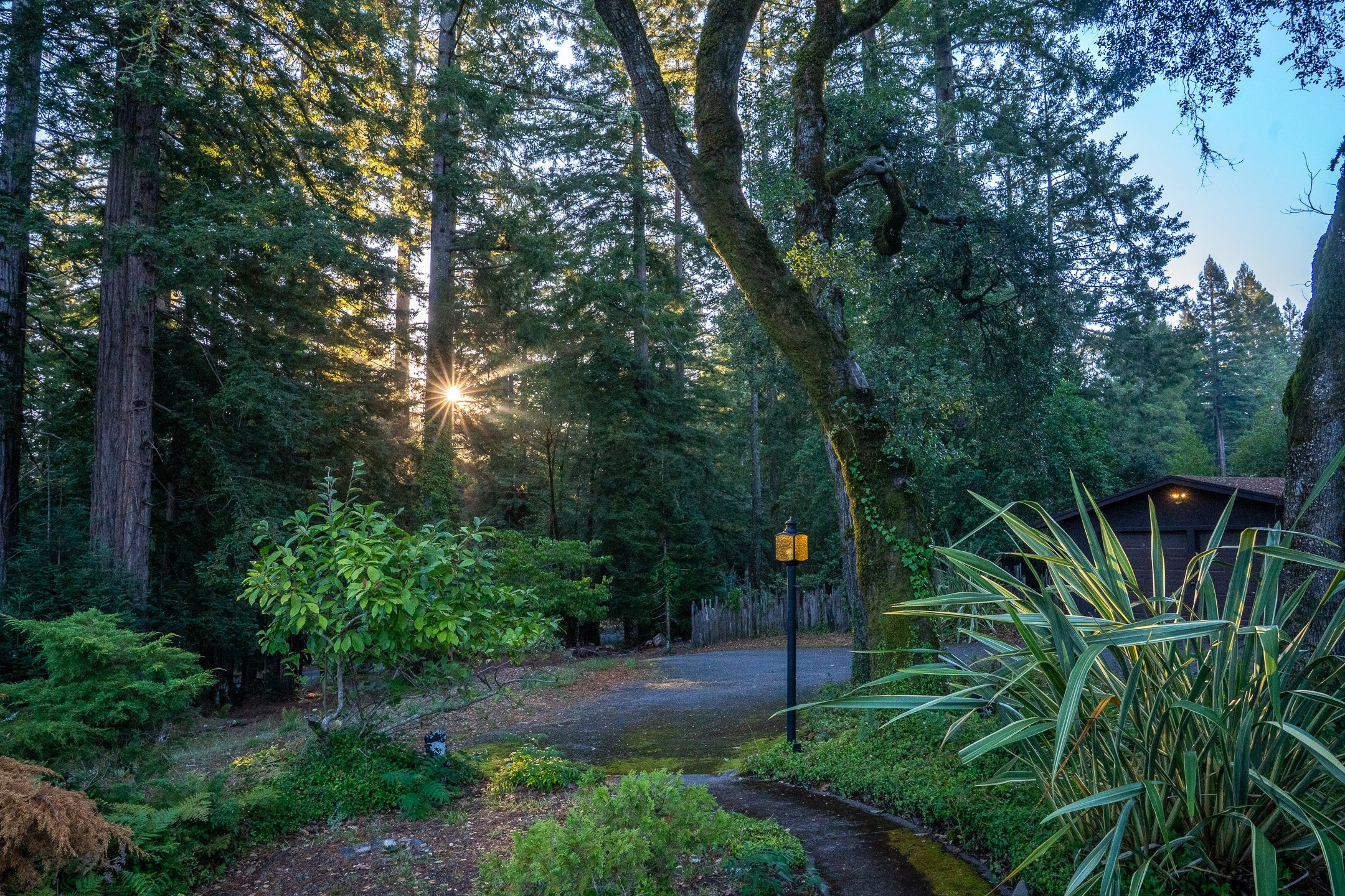 John Suhar-TheTrees-09272.jpg