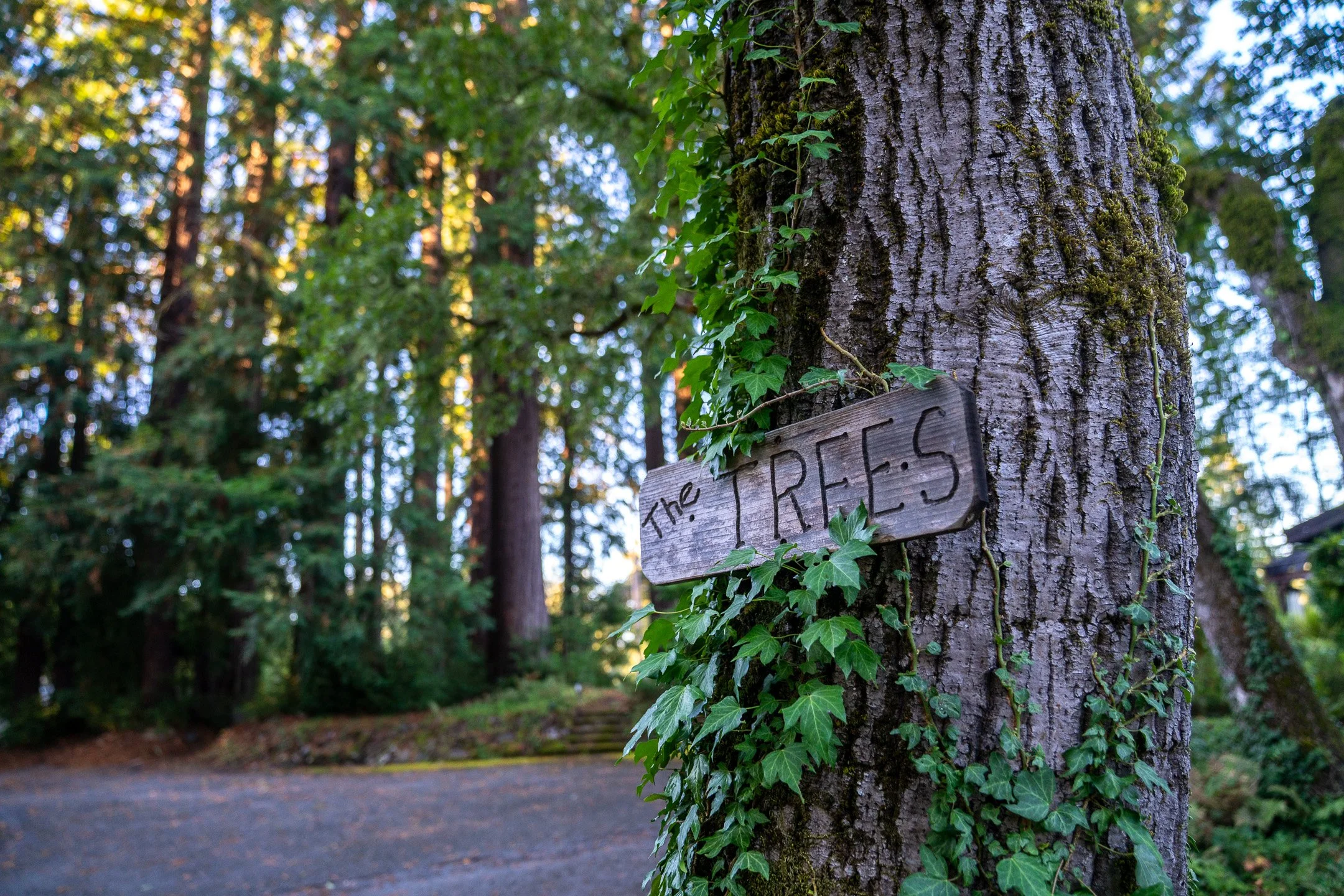 John Suhar-TheTrees-09305.jpg