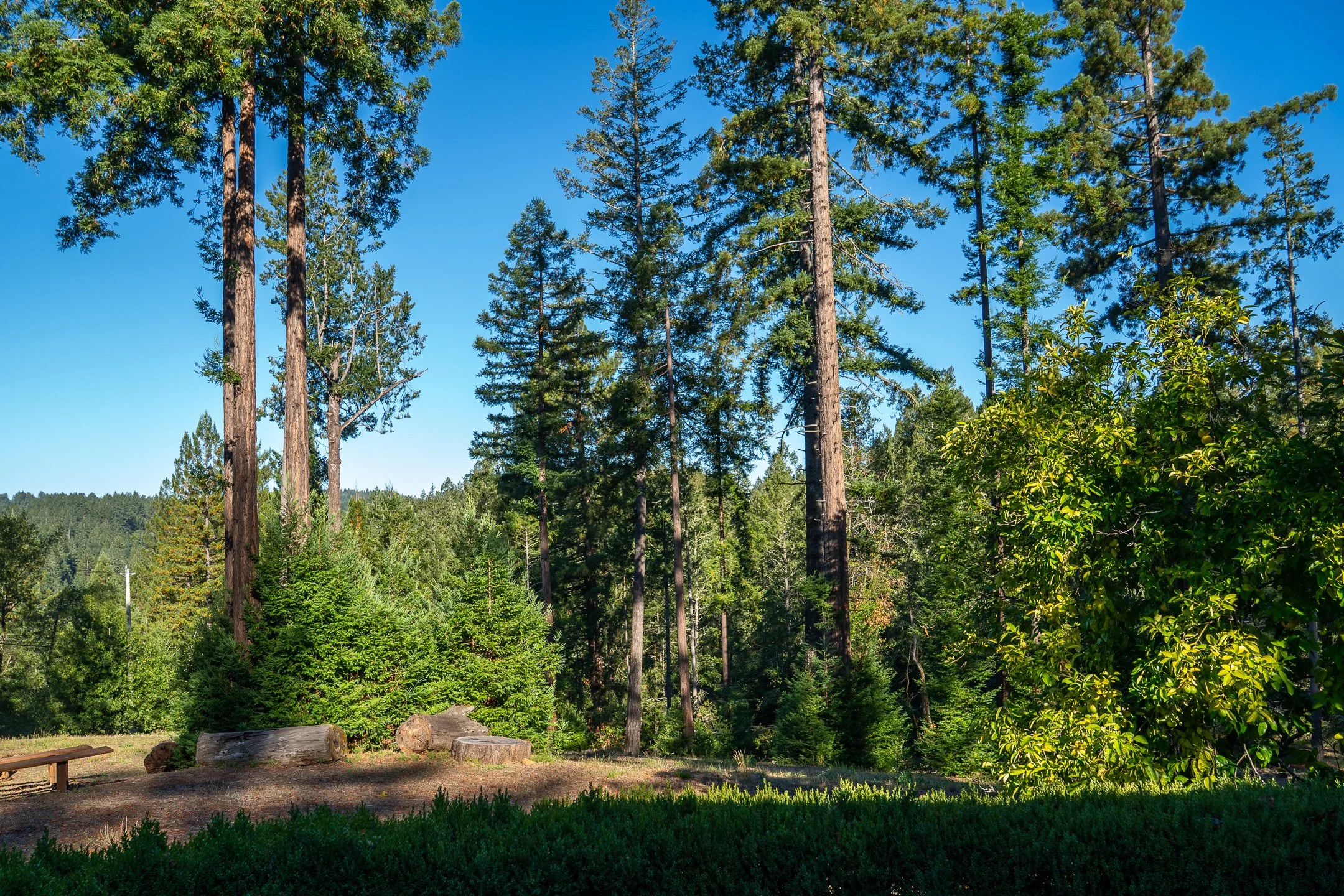 John Suhar-TheTrees-09601.jpg