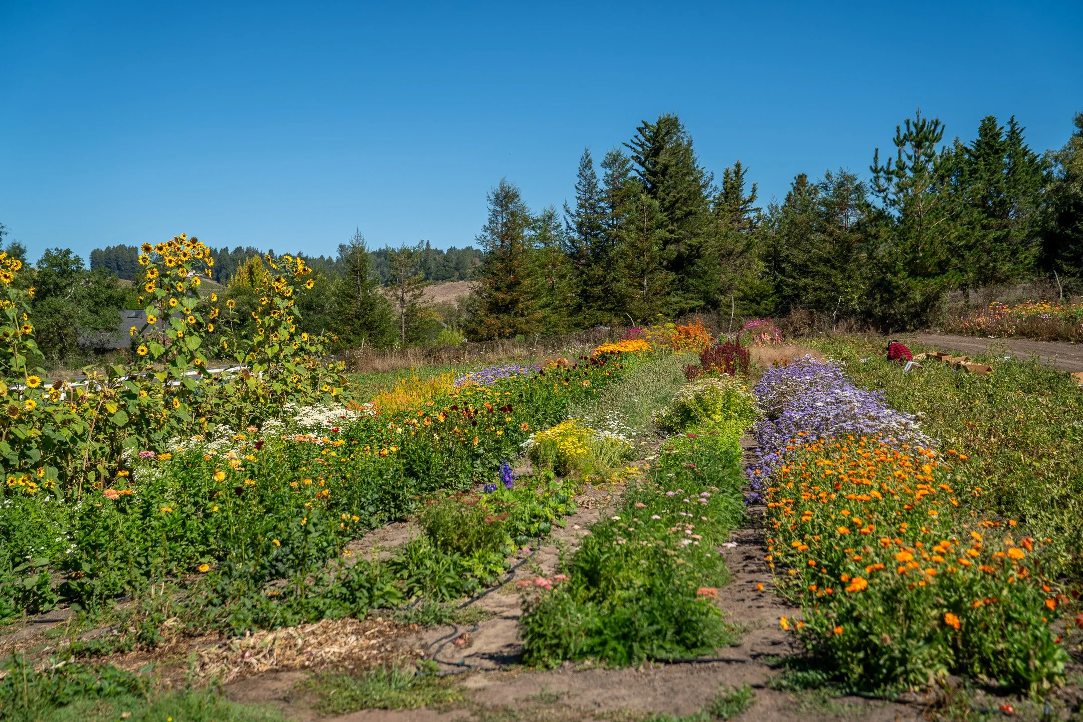 John Suhar-TheTrees-09641.jpg