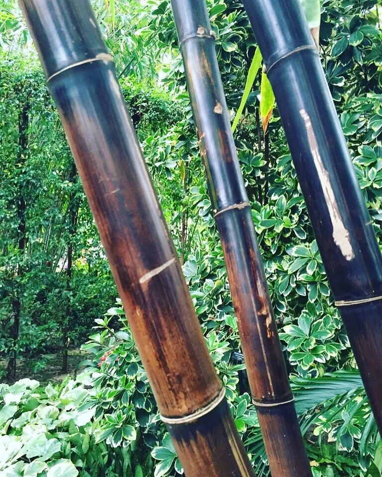 The Language of Movement