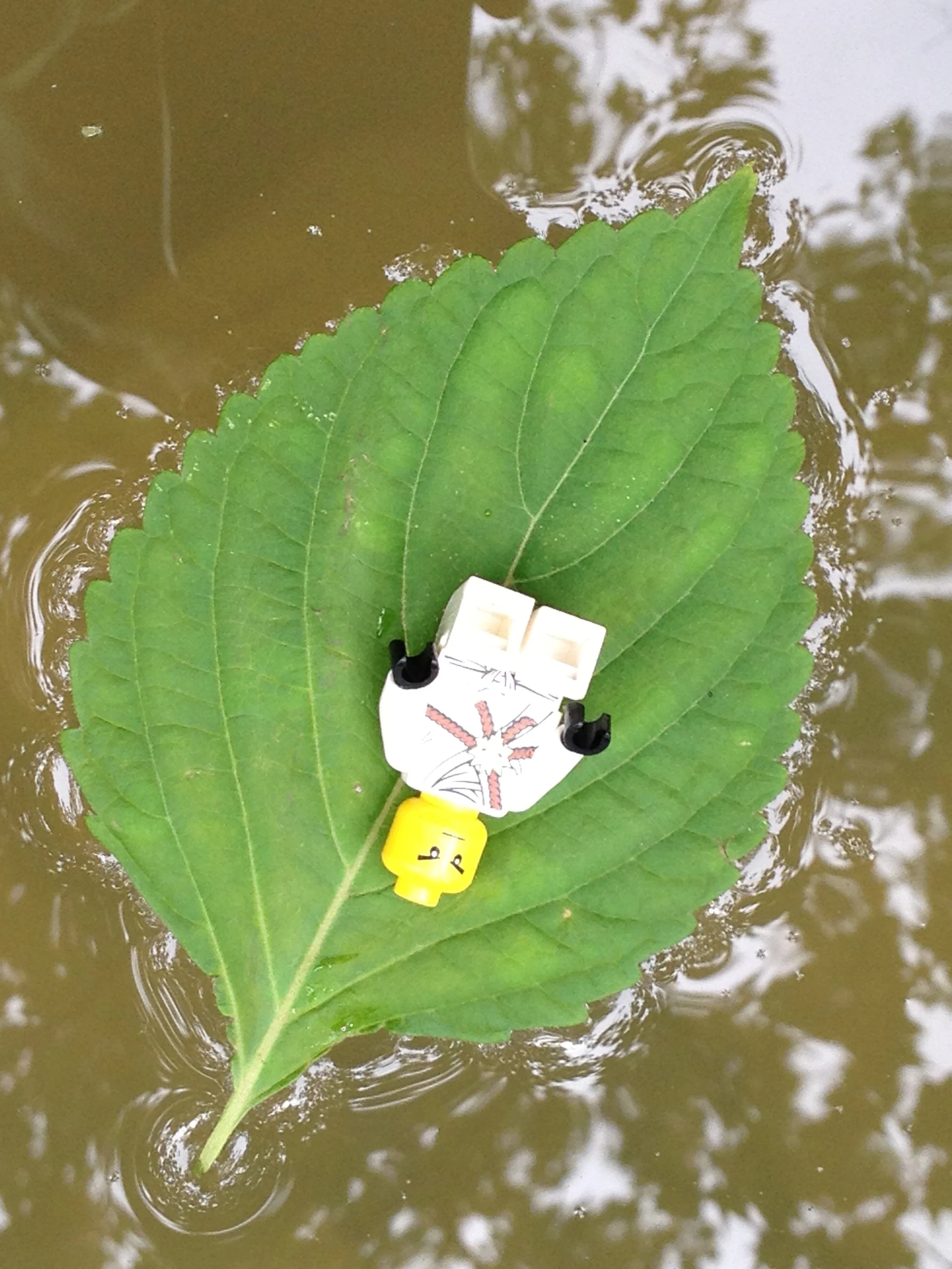 Becoming Nimble Through the Art &amp; Practice of Freestyle Tai Chi