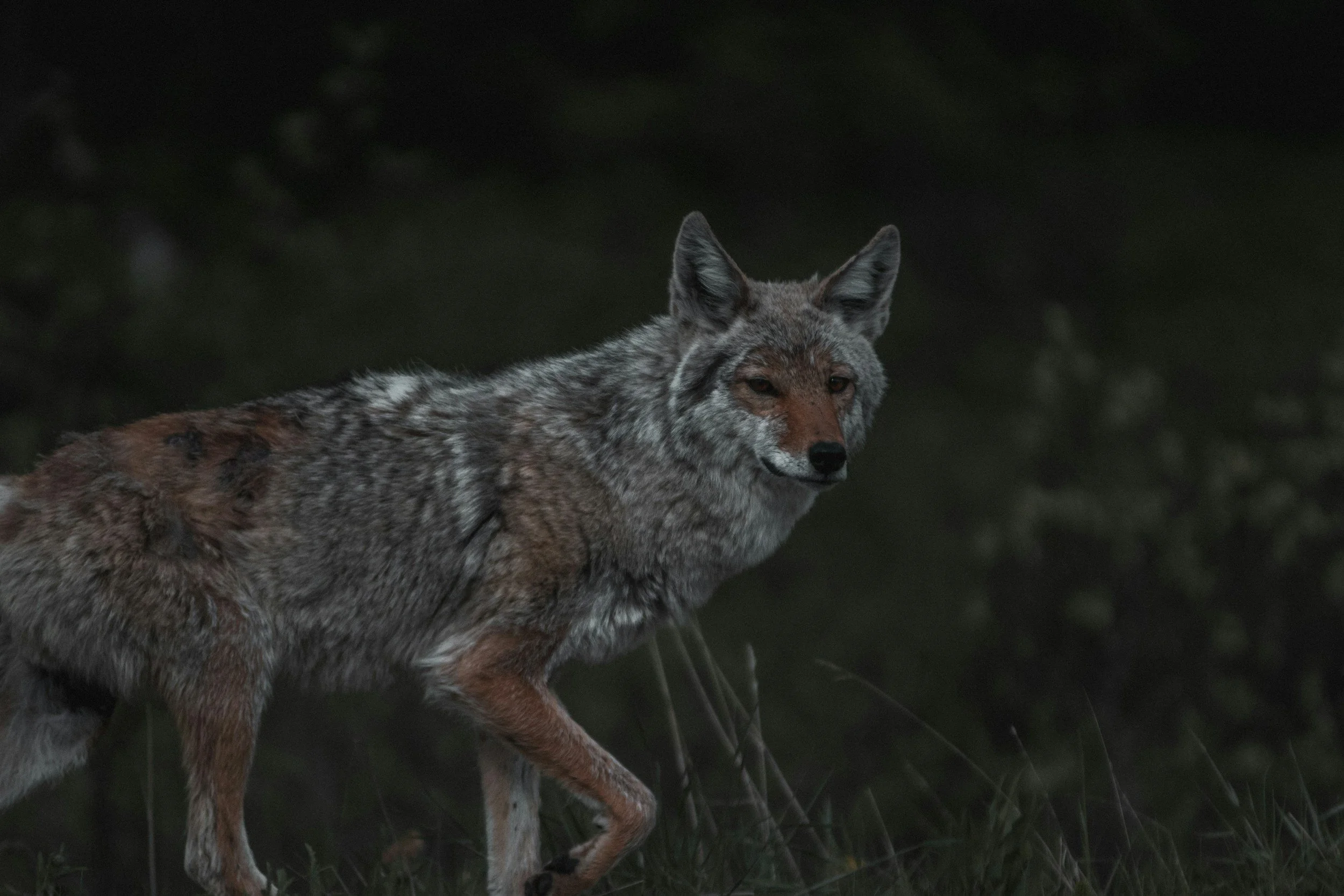 Becoming a Tai Chi Coyote