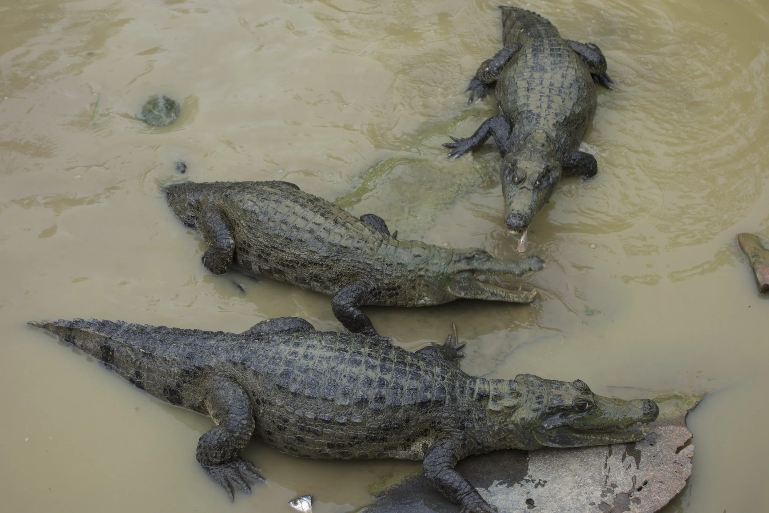 They look hungry.