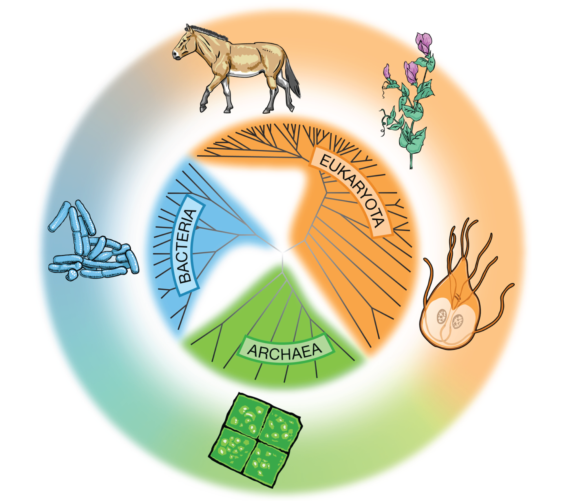Etsi_Bio01_Evo01.png