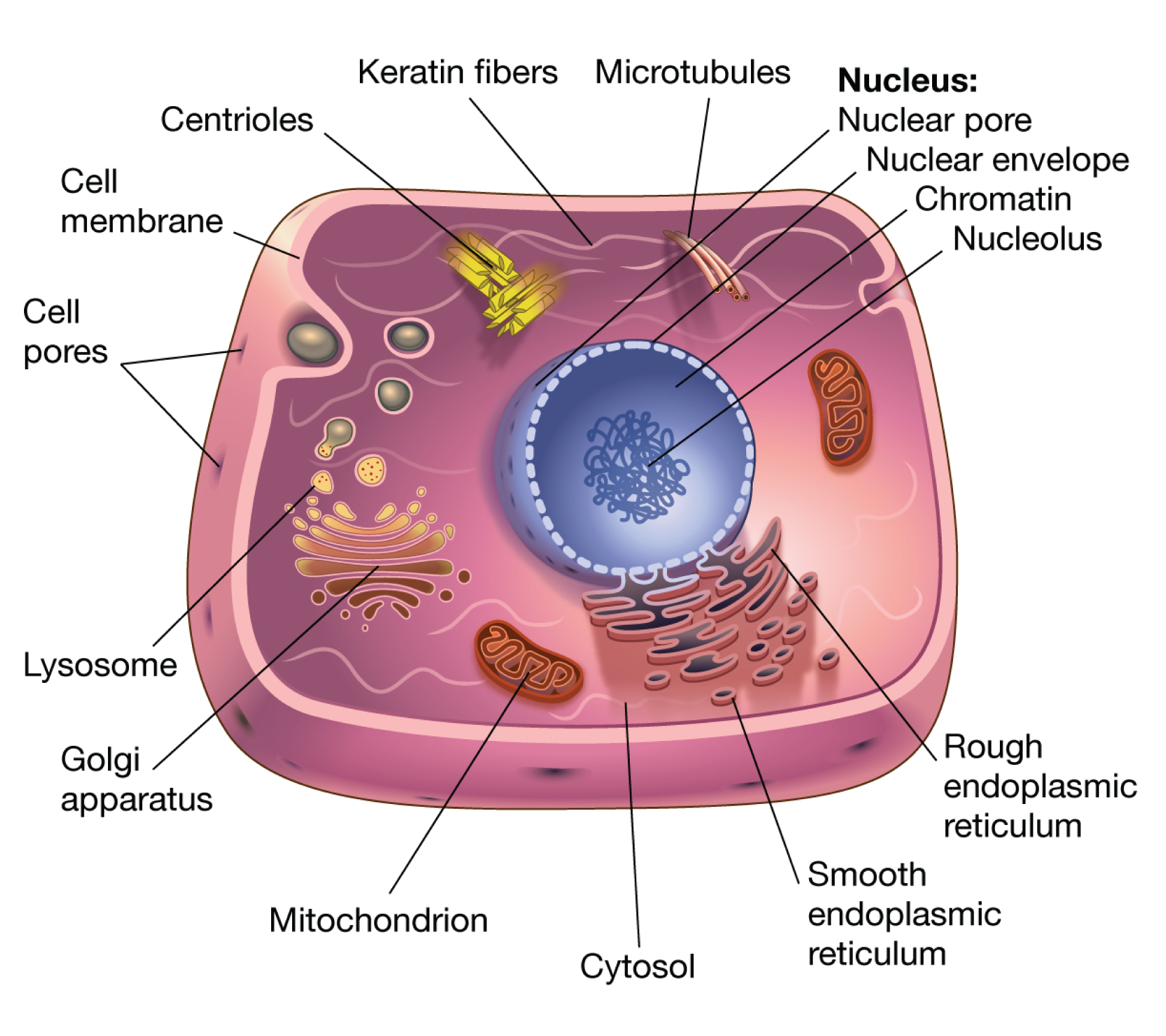Etsi_Bio02_Cell01.png