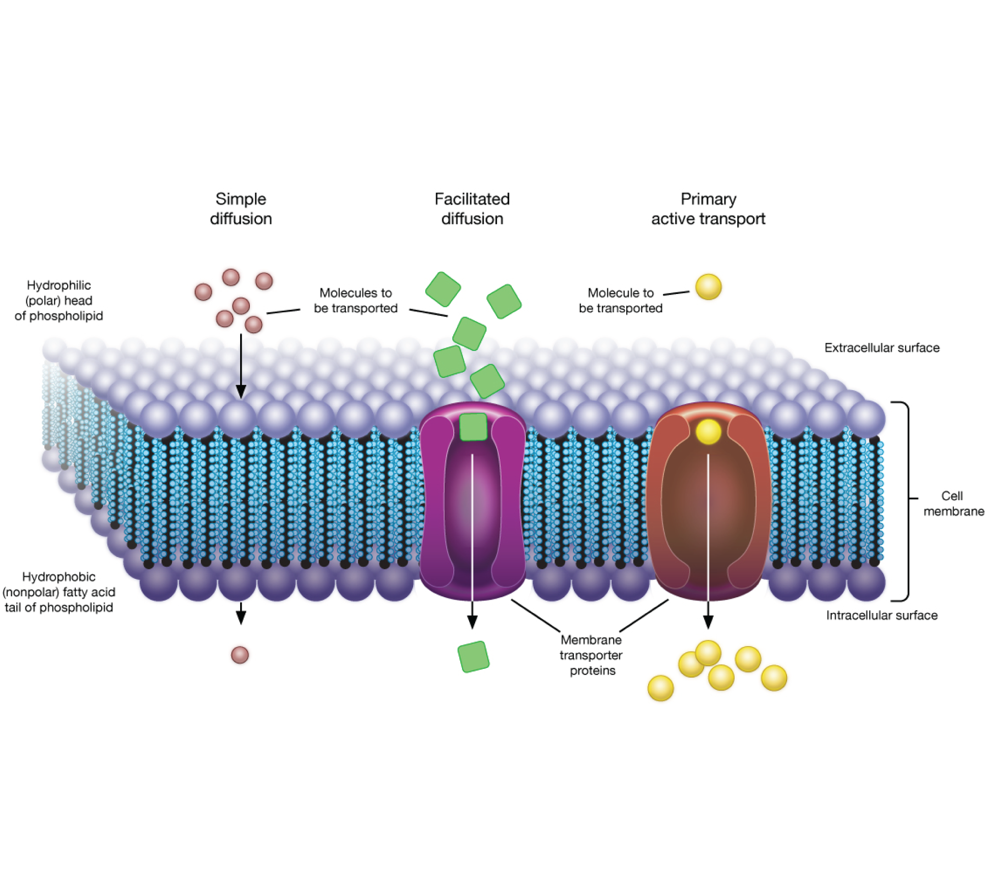 Etsi_Bio02_Cell03.png