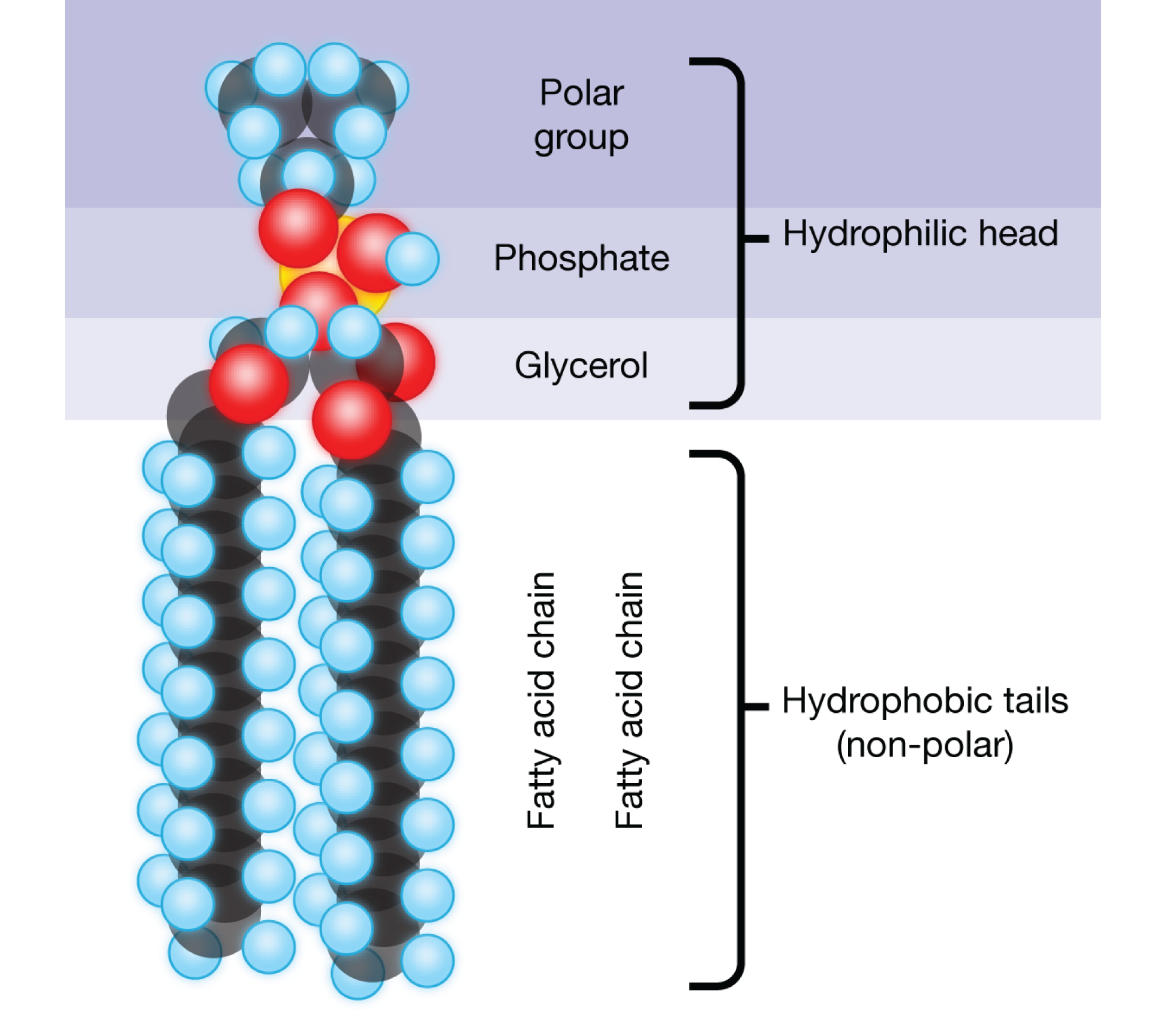 Etsi_Bio02_Cell04.png
