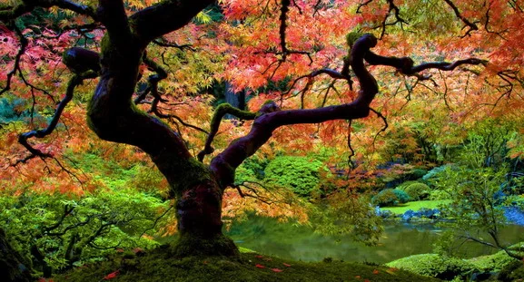 tree.jpg