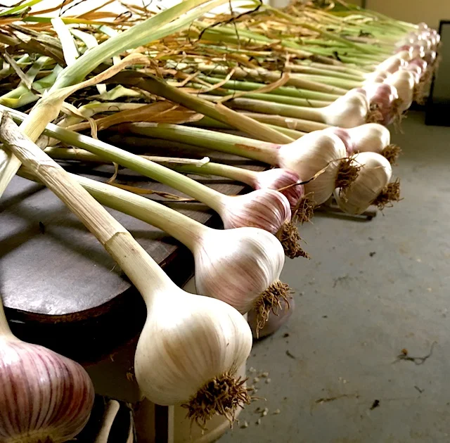 — GARLIC (LEFT) + RADISHES (RIGHT) —