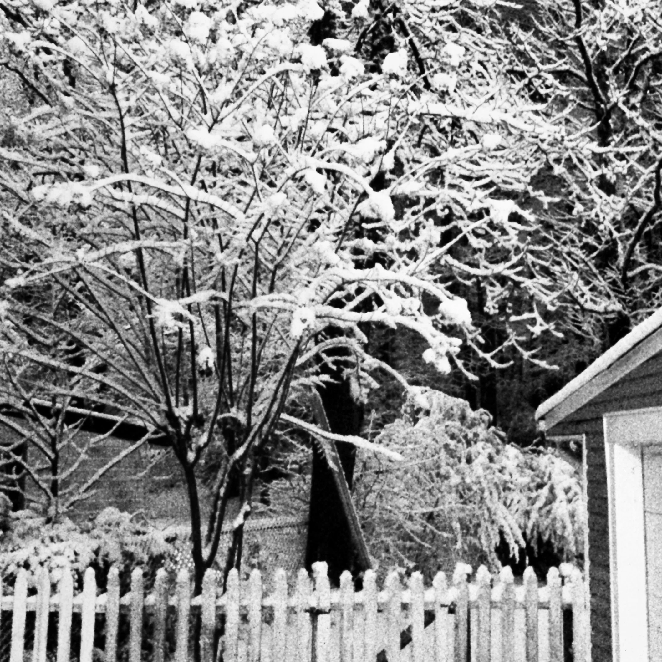 Snow in our backyard last night.