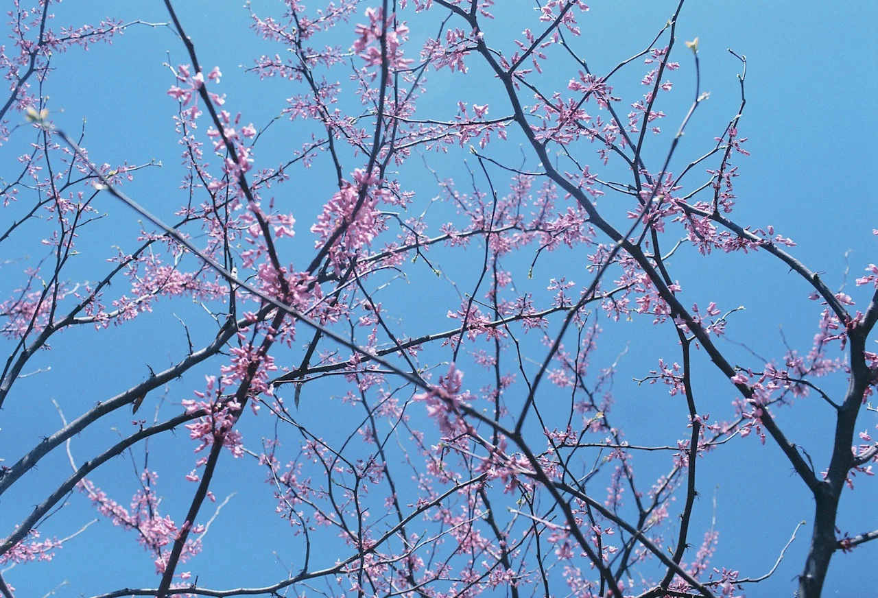 and in the spring in Bowling Green, Kentucky 