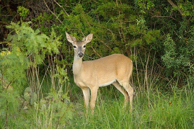 Deer Sights on the Hiking Trail System at Trails of Horseshoe Bay