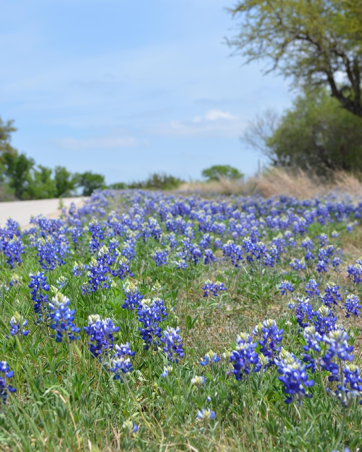 It&rsquo;s that time of year! 💙 Enjoy several miles of groomed trails that wind through the glorious Texas Hill Country. Whether you're a runner, casual hiker, or love to ride on horseback, our trails offer a convenient and peaceful outdoor haven. A