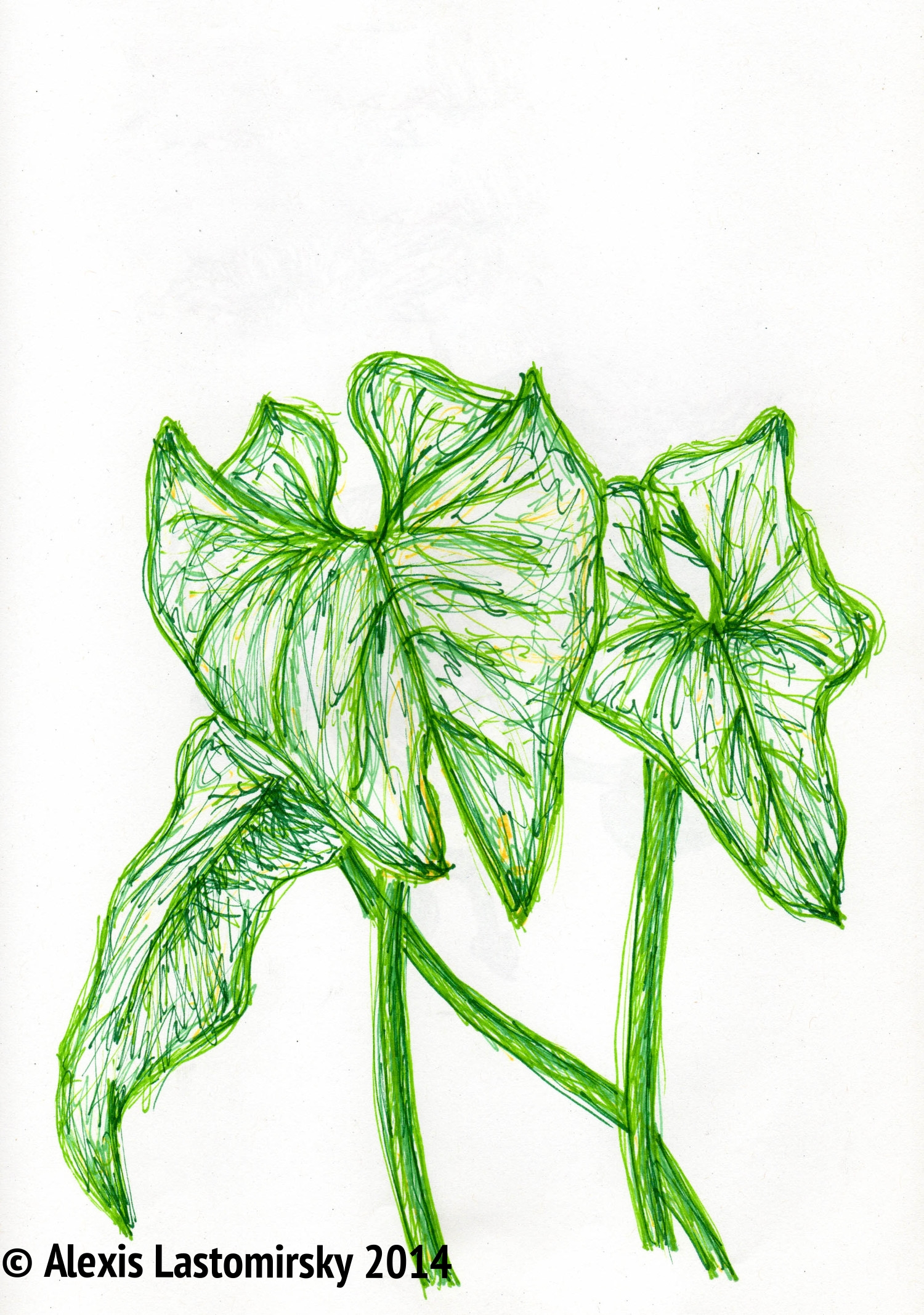 Leaves