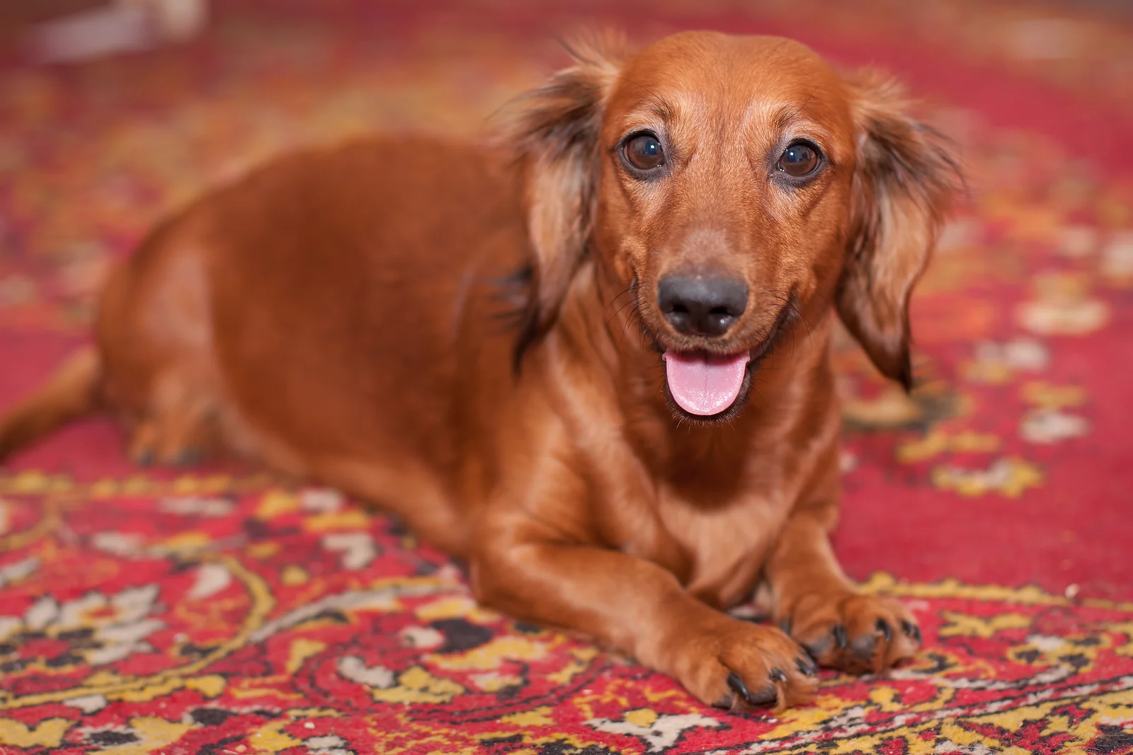 trianglevrh-triangle-veterinary-referral-hospital-tvrh-dachshund.jpg