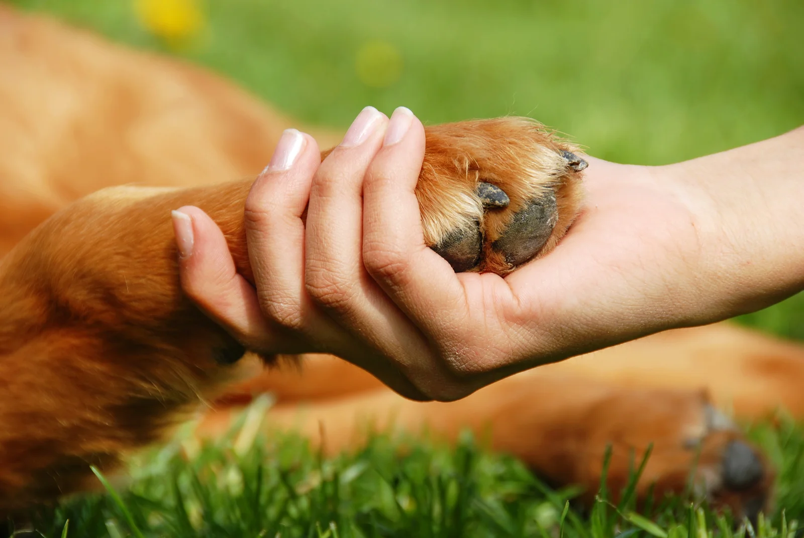 trianglevrh-triangle-veterinary-referral-hospital-tvrh-Dog-Paw-And-Hand-Shaking.jpg