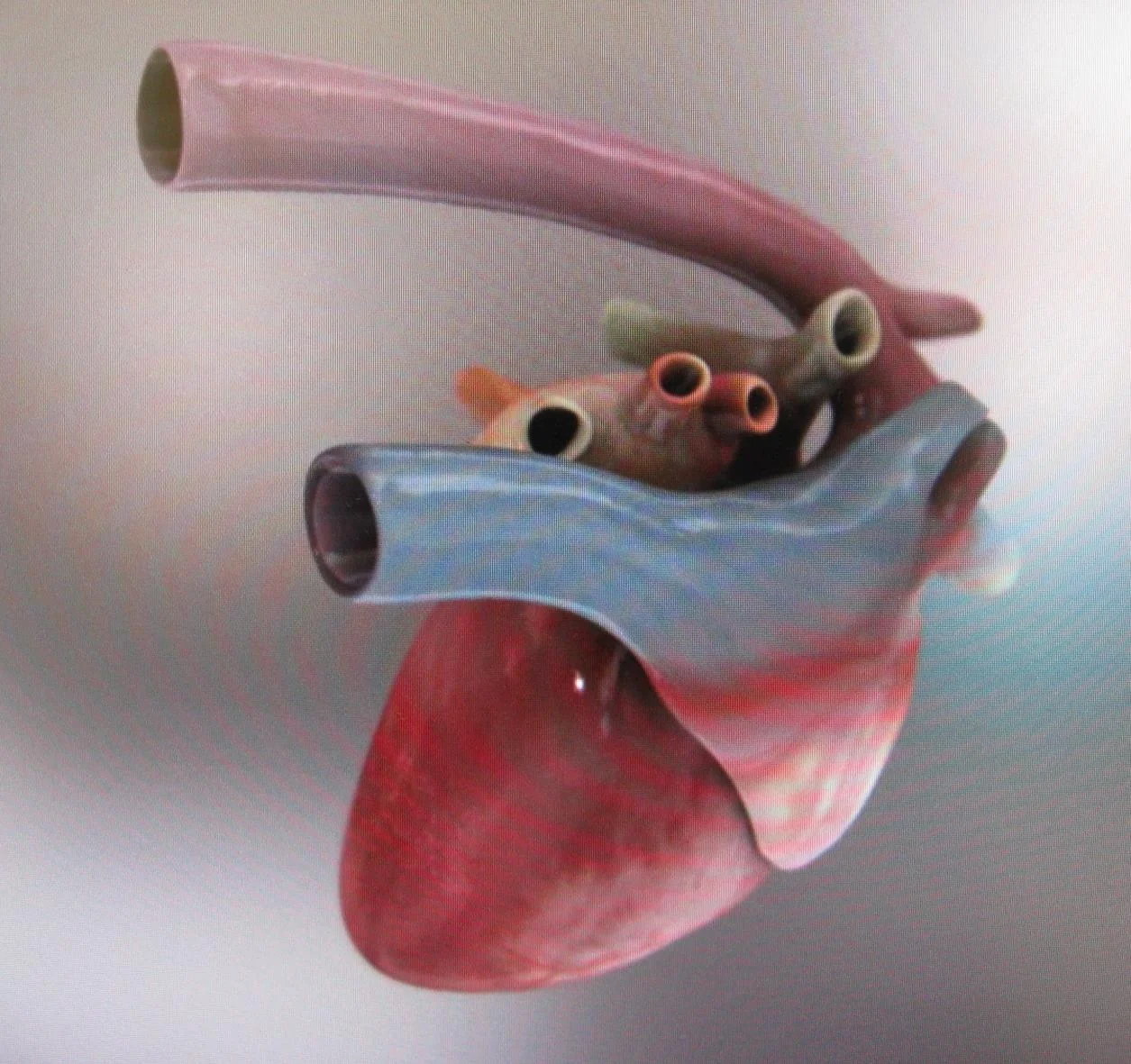 DIA-trianglevrh-triangle-veterinary-referral-hospital-tvrh-heart.jpg