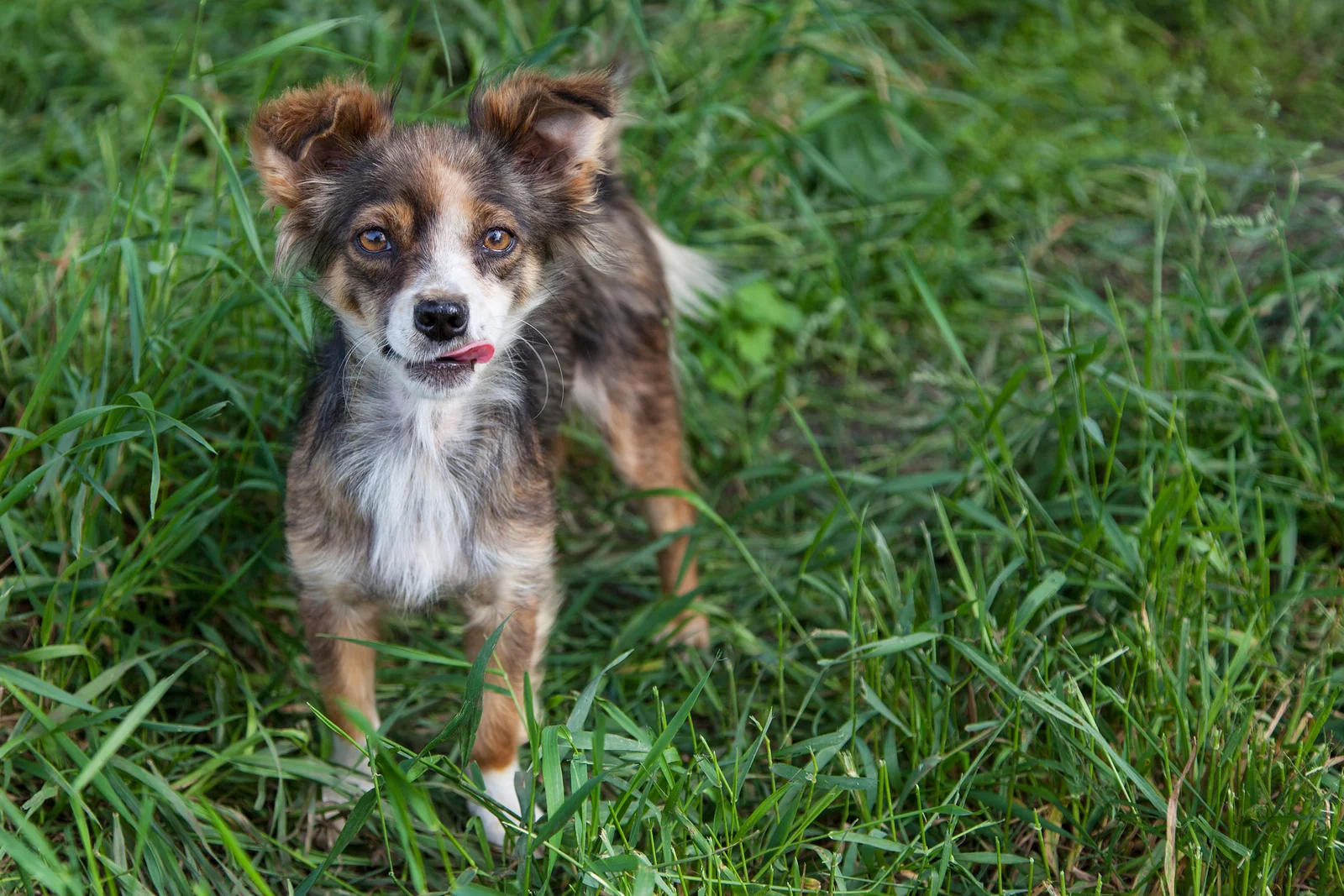 bigstock-Mongrel-Dog-48206594.jpg