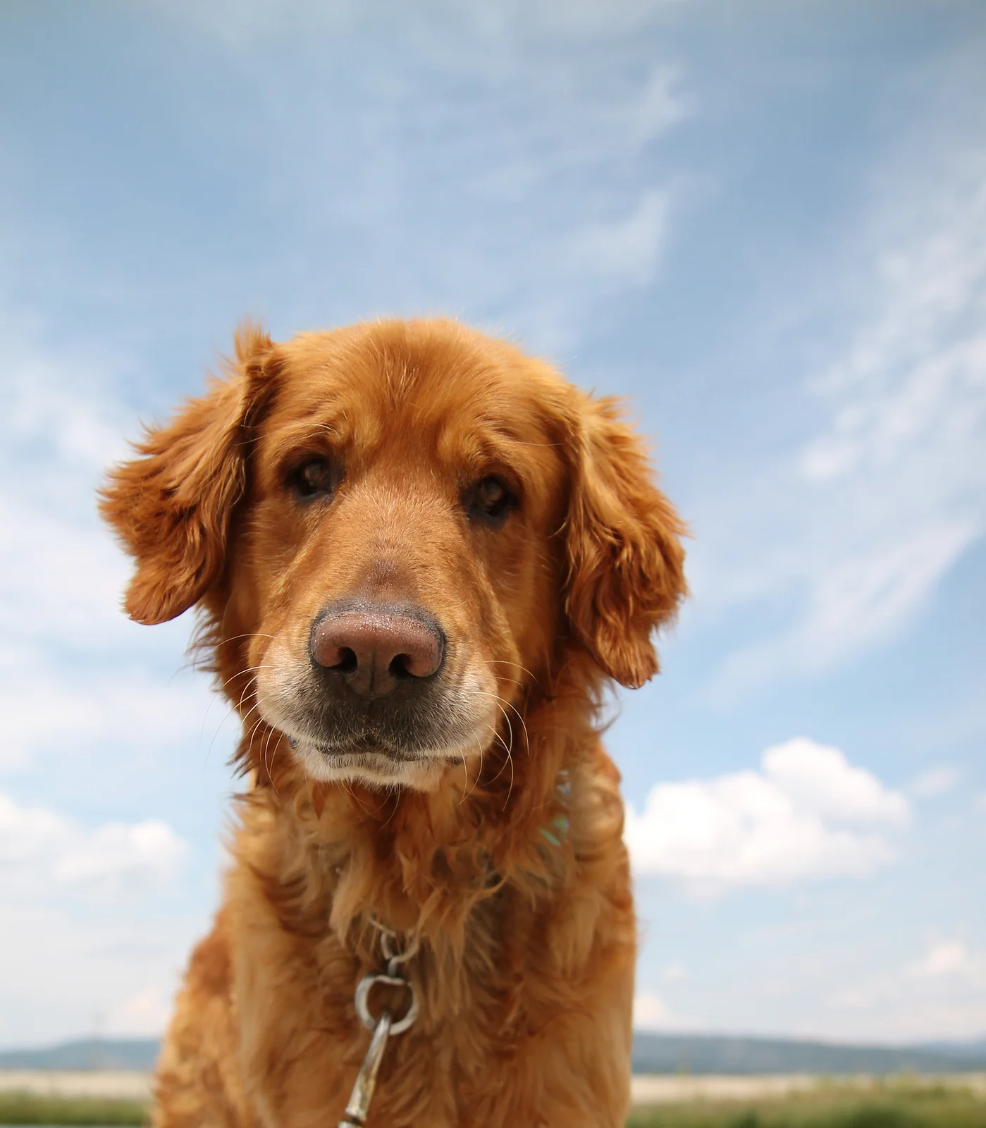 TVRH triangle veterinary referral hospital trianglevrh dog-enjoying-the-outdoors.jpg