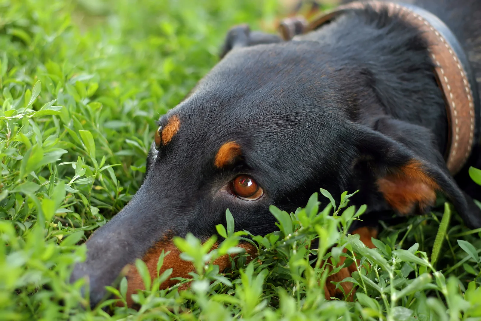 tvrh triangle veterinary referral hospital trianglevrh bigstock-dog-gaze-26266277.jpg