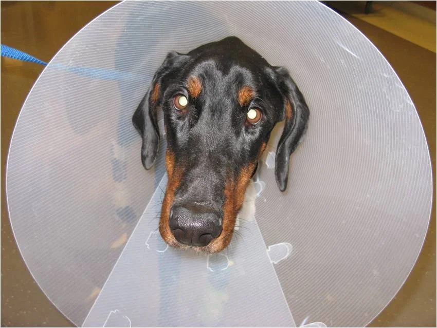 Oscar goes home after surgery with an Elizabethan collar to prevent him from licking the skin incisions.
