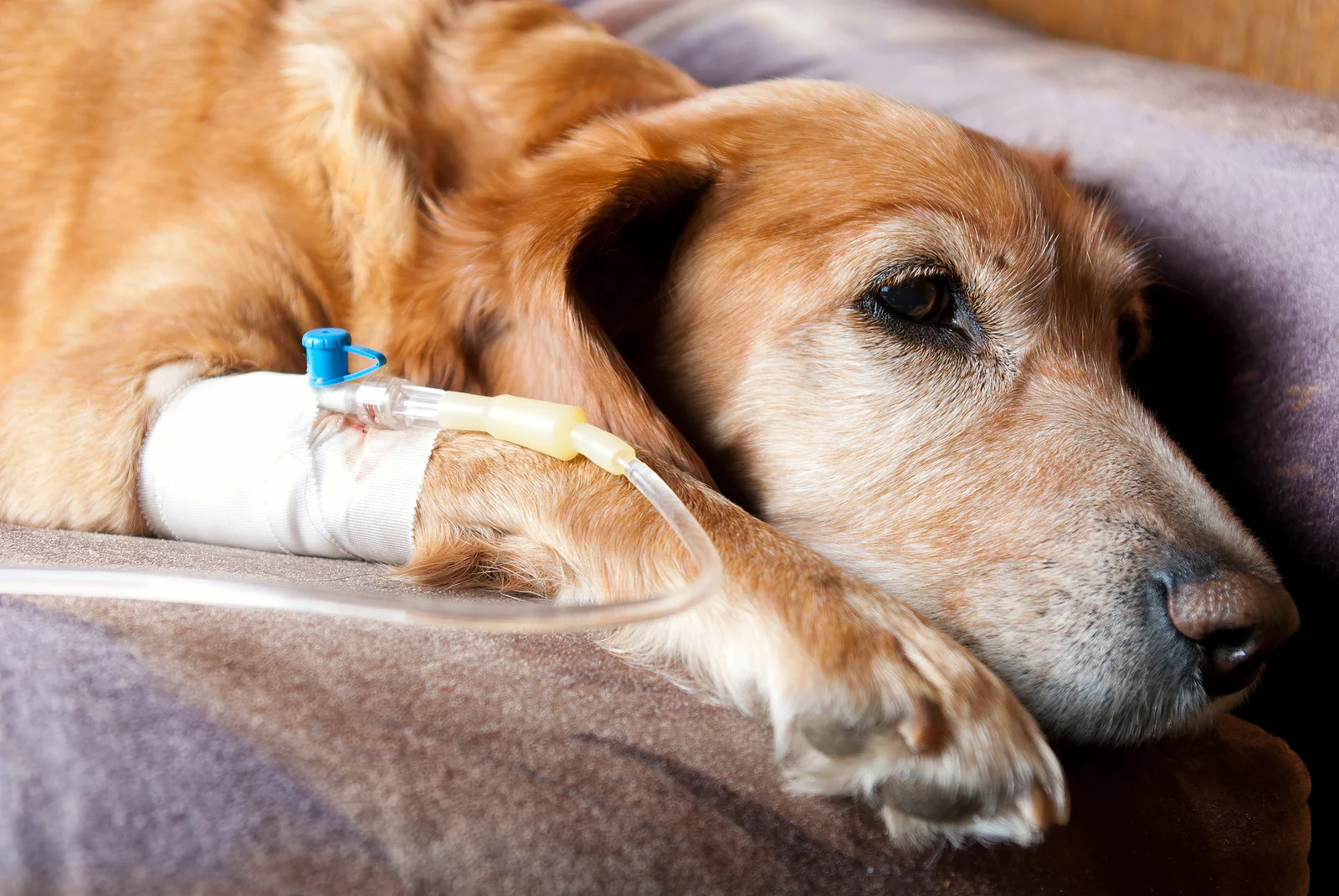 bigstock-Dog-Lying-On-Bed-With-Cannula--7717146.jpg