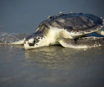 Kemp's Ridley