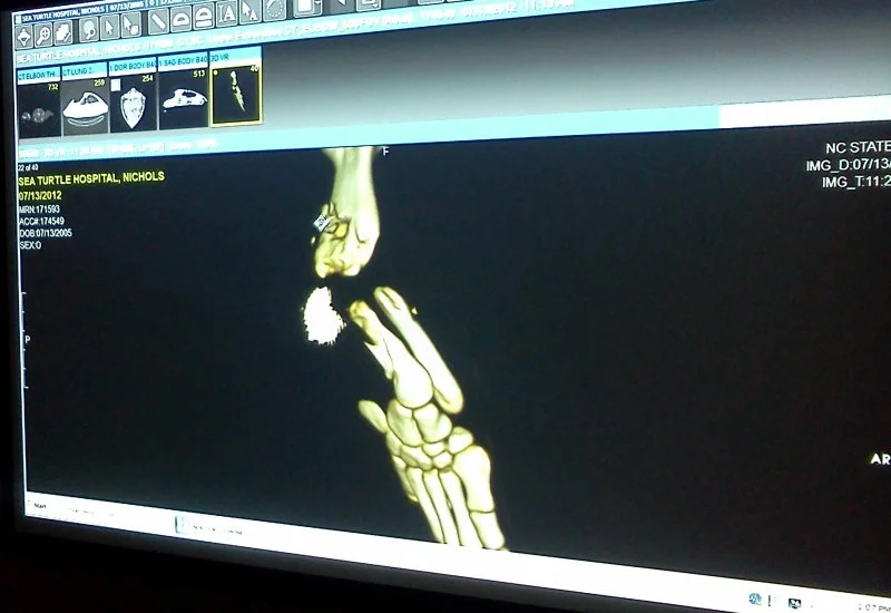 CT of flipper