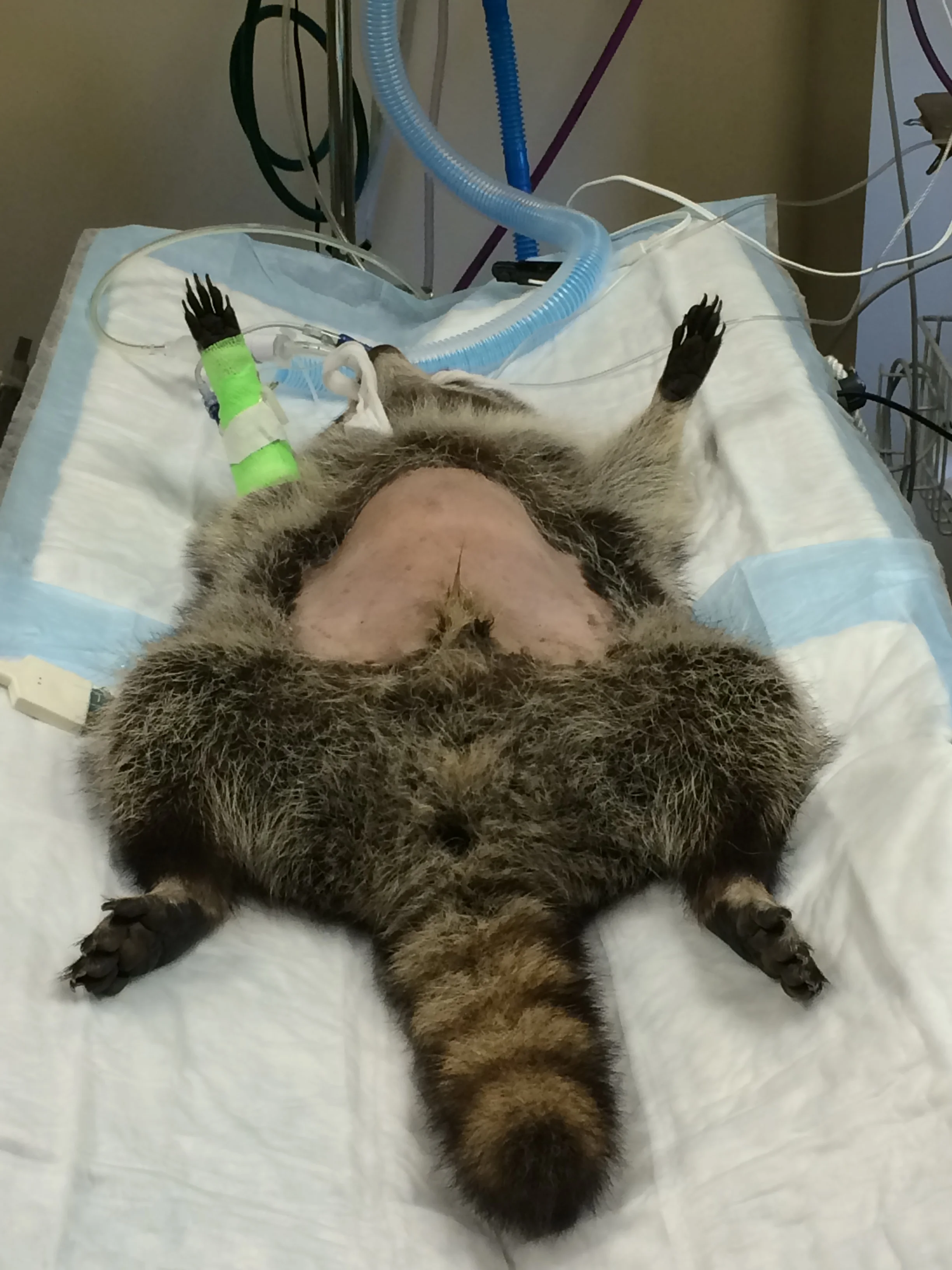 raccoon — Blog — Triangle Veterinary Referral Hospital- Durham 919.489.0615
