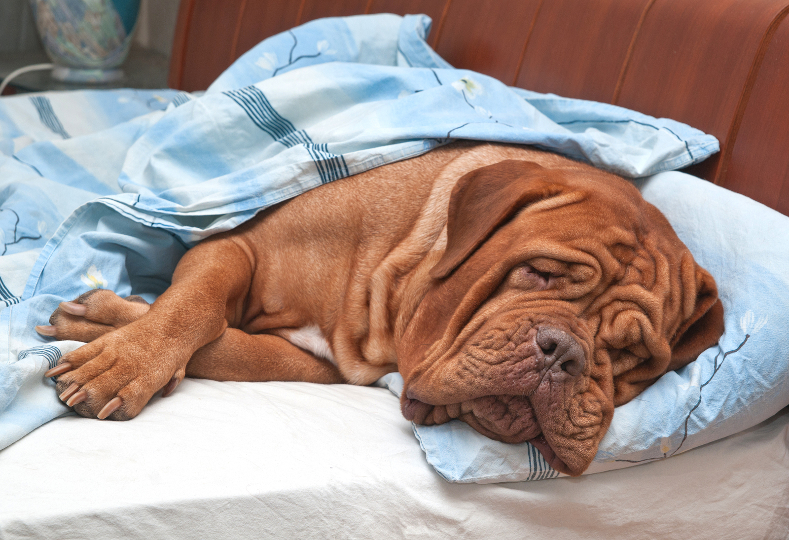 Почему собаки спят на кровати. Кровать для собаки. Большие собаки спят.